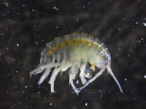 Photo by Matt Hill of a specimen from Goliad Farms population of Hyalella azteca Complex.