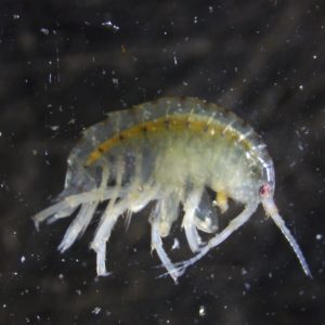 Photo by Matt Hill of a specimen from Goliad Farms population of Hyalella azteca Complex.