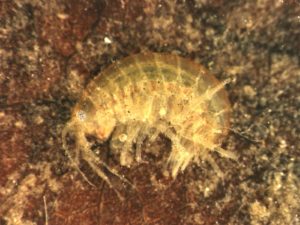 Photo by Matt Hill of a specimen from the Paradise Creek, Idaho population of Hyalella azteca Complex.