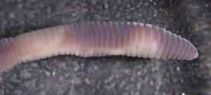 Photo of the head end of a Bimastos heimburgeri worm.