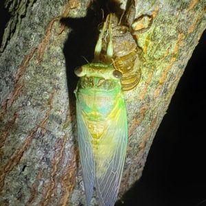 Photo of a cicada after eclosing from its nymph stage.