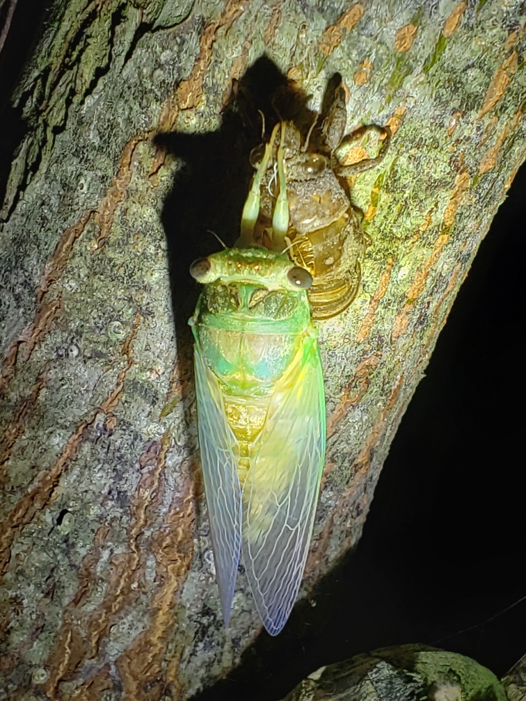 Photo of a cicada after eclosing from its nymph stage.