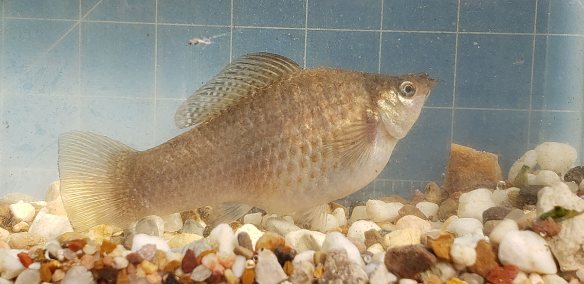 Photo of a breeder female Giant Green Sailfin Molly.