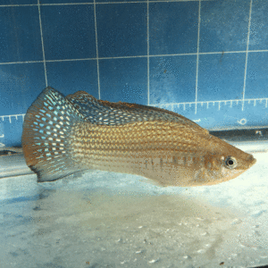 Photo of a breeder male Giant Green Sailfin Molly.