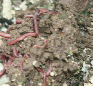 Photo of a group of litter worms (Bimastos heimburgeri) in one of our compost piles.