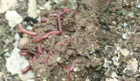 Photo of a group of litter worms (Bimastos heimburgeri) in one of our compost piles.
