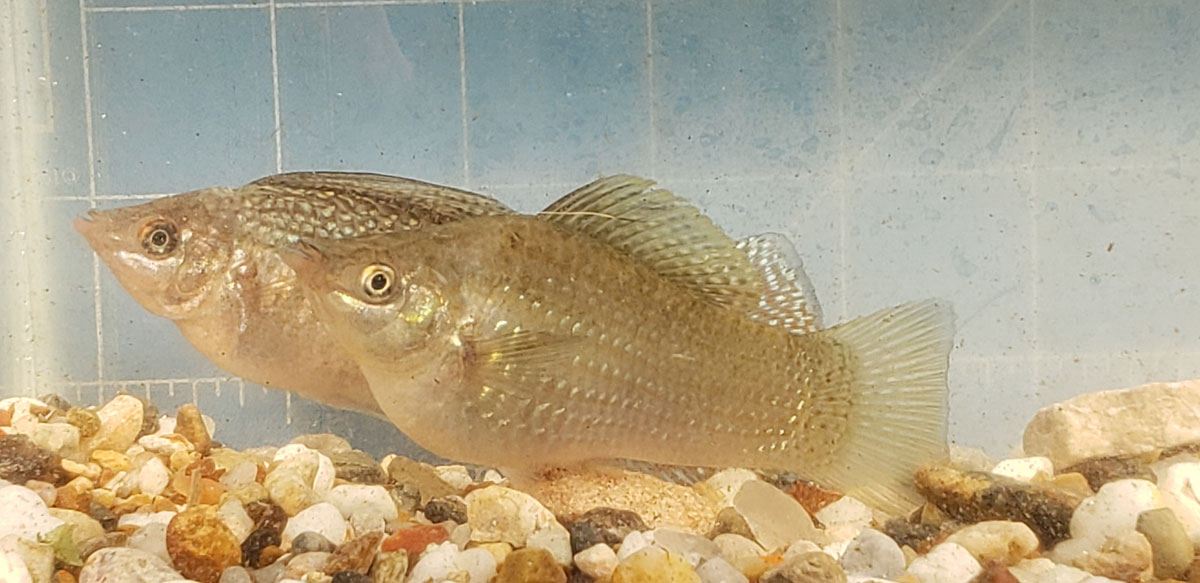 Photo of a young male Giant Green Sailfin Molly.