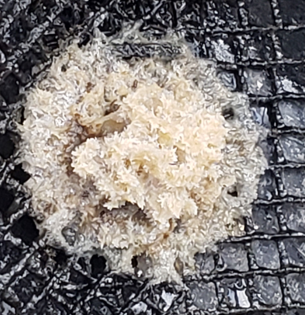 Photo of a bryozoan on a 1/2" mesh.