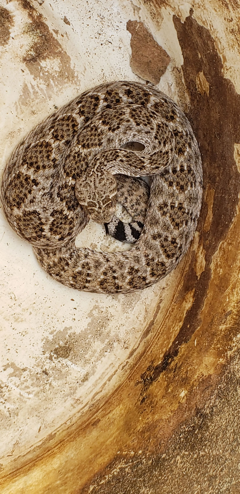 Photo of our sixth rattlesnake of 2019 in a barrel after being captured.