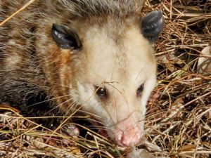 Photo of a mature male possum (Didelphis virginiana) just after being released from a live trap.