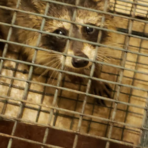 Photo of a young raccoon (Procyon lotor) in a live trap. This was one of 13 raccoons trapped in and around our greenhouses during a five-week period.