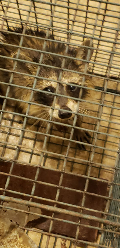 Photo of a young raccoon (Procyon lotor) in a live trap. This was one of 13 raccoons trapped in and around our greenhouses during a five-week period.