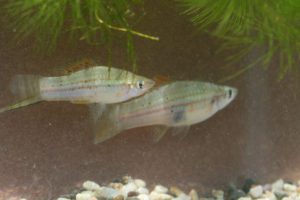 Photo of a young pair of Xiphophorus alvarezi from our freckled population.