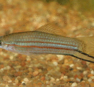 Photo of a young male Xiphophorus alvarezi from our non-freckled population.