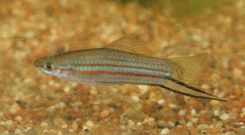 Photo of a young male Xiphophorus alvarezi from our non-freckled population.
