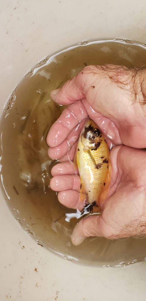 Photo of a female Gold OB Peacock in 5-gallon bucket being processed and to be returned to the breeding colony.