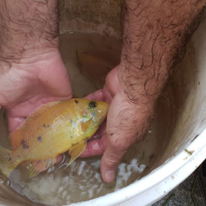 Photo of a male Gold OB Peacock Cichlid in a 5-gallon bucket being processed to be returned to his breeding colony.