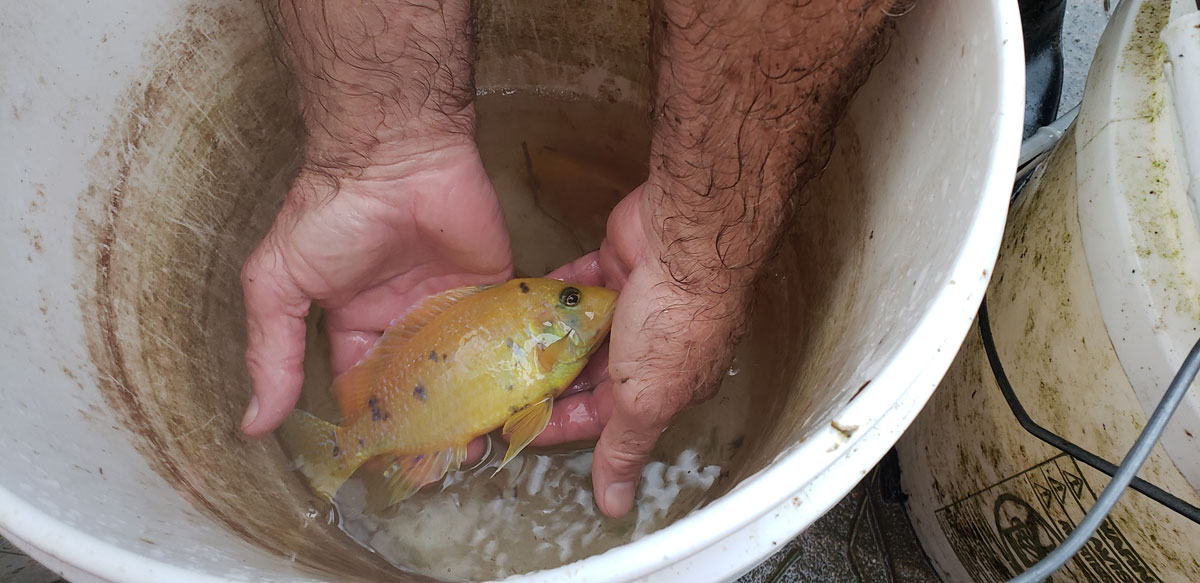 Photo of a male Gold OB Peacock Cichlid in a 5-gallon bucket being processed to be returned to his breeding colony.