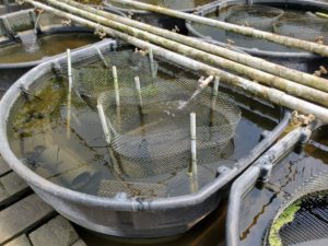 Photo of a 300-gallon cichlid breeding vat with two fry cages and multiple cichlid hotels suspended along the side.