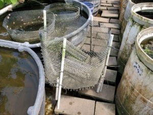 Photo of a cichlid fry cage with two aquaculture mesh cichlid hotels inside.