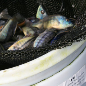 Photo of 144 large male cichlids in a 55-gallon vat demonstrating stocking levels.