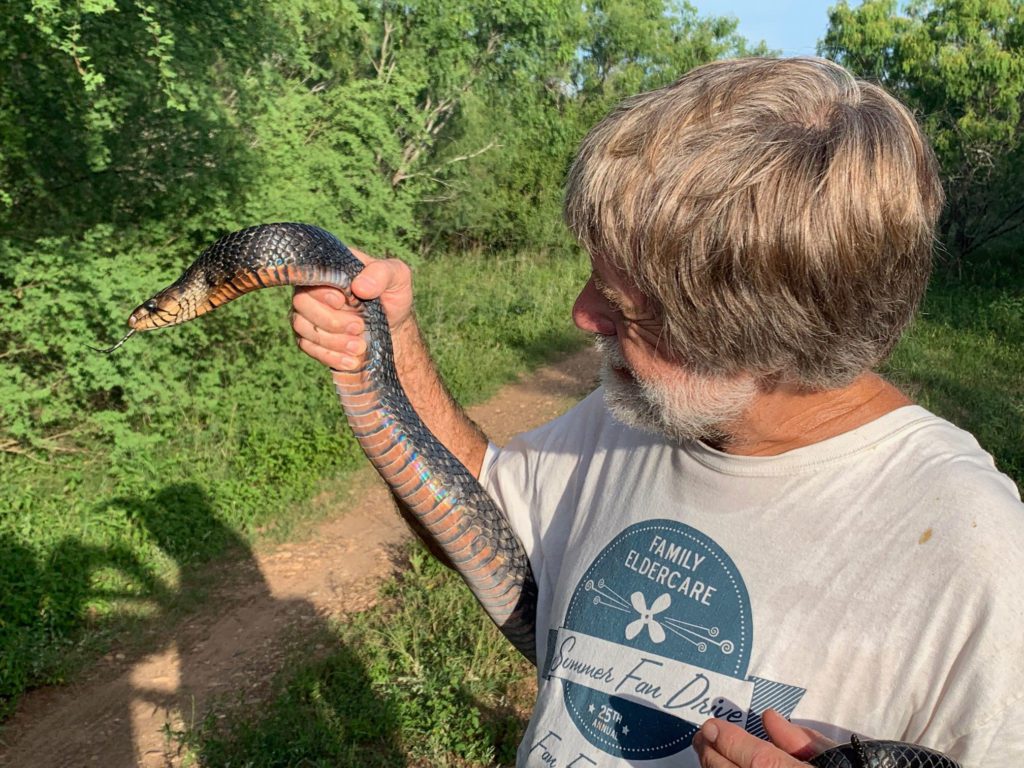 Photo of a Texas Indigo showing its irridescent colors. The snake was released as soon as it was made safe from our dogs.