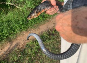 Photo of a Texas showing its multitude of irridescent colors. The snake was released as soon as it was made safe from our dogs.