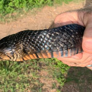 Phot of the head of a Texas Indigo snake.