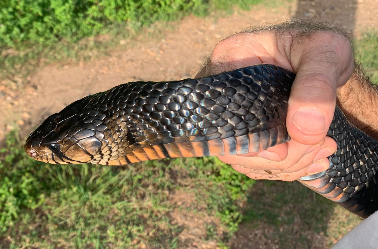 Phot of the head of a Texas Indigo snake.