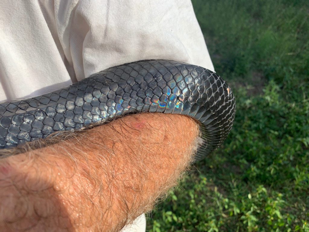 Photo of a Texas Indigo showing why it is locally called a Blue Indigo.