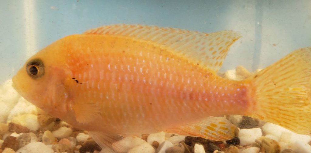 Photo of a Female Red Dragon Blood Peacock Cichlid.