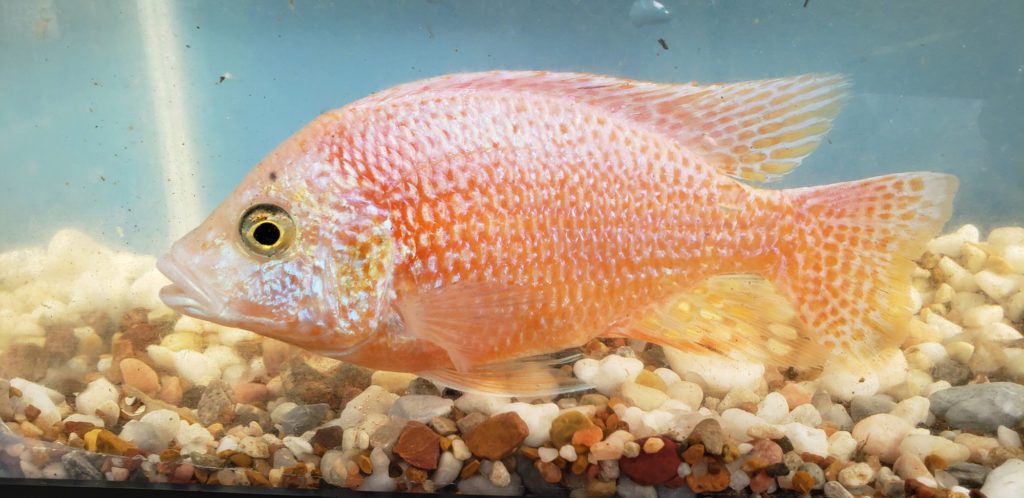 Photo of a Male Red Dragon Blood Peacock Cichlid.