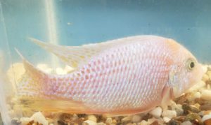 Photo of a Male Skyblue Dragon Blood Peacock Cichlid.