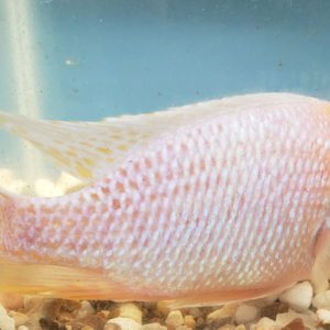 Photo of a Male Skyblue Dragon Blood Peacock Cichlid.