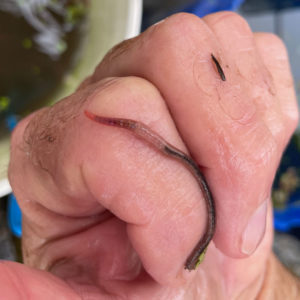 Photo of Diplocardia ornata, one of our two species of "vat worms" crawling on a finger.