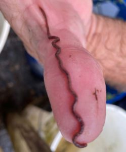 Photo of a likely Eukerria saltensis, one of our two species of "vat worms" crawling on a thumb.