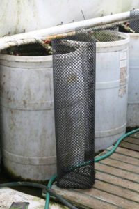 Photo of a fry cage standing next to a 55-gallon vat.