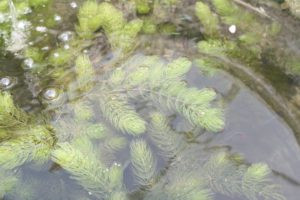 Photo of Ceratophyllum demersum (hornwort), a rootless floating plant in one of our vats.