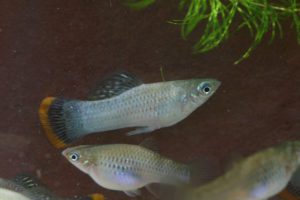 Photo of a pair of Poecilia mexicana 'Campeche'.