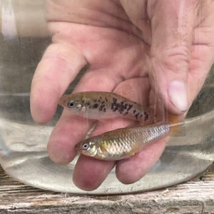 Photo of two fish, a female Limia vittata and a possible female Limia vittata/Poecilia mexicana hybrid.