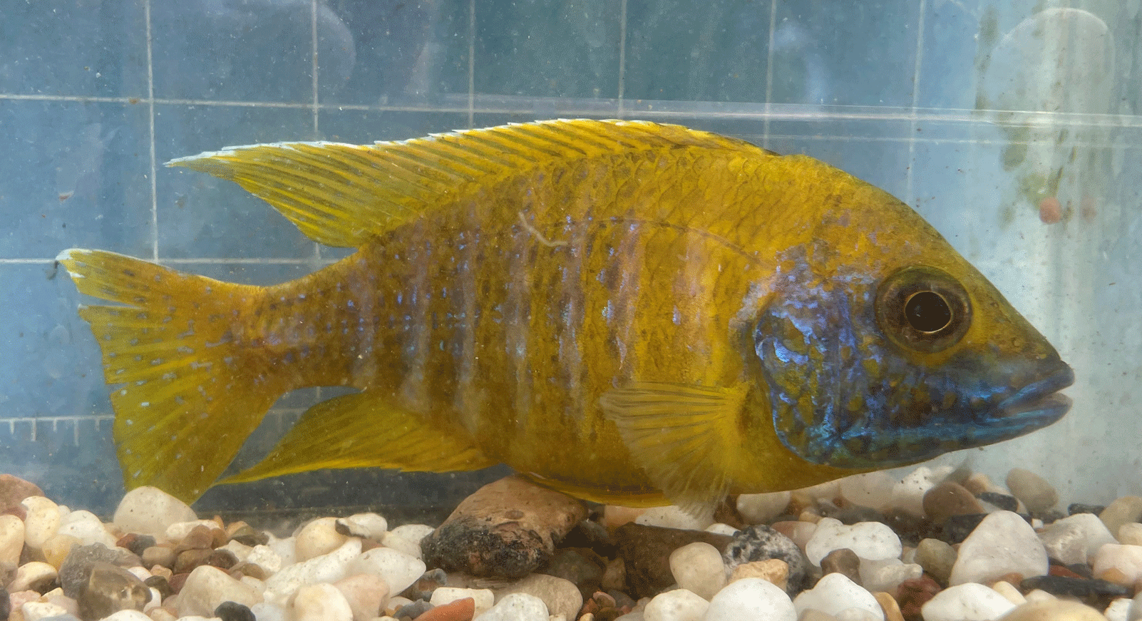 benga sunshine peacock cichlid