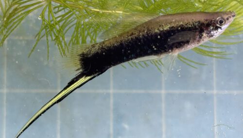 Green Tuxedo Swordtail