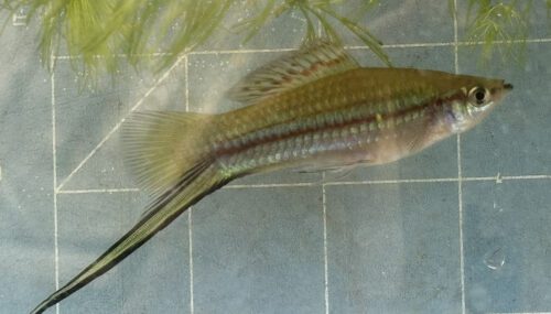 Green Swordtail